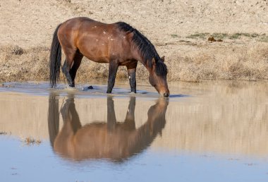 Utah 'ta çöldeki bir su birikintisinde içen vahşi bir at.
