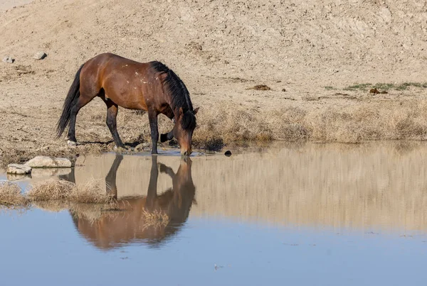Utah 'ta çöldeki bir su birikintisinde içen vahşi bir at.