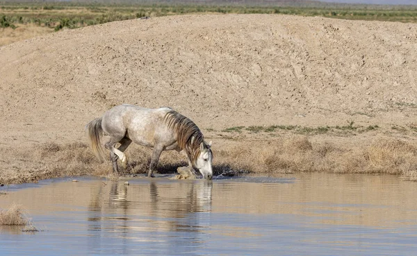 Utah 'ta çöldeki bir su birikintisinde içen vahşi bir at.