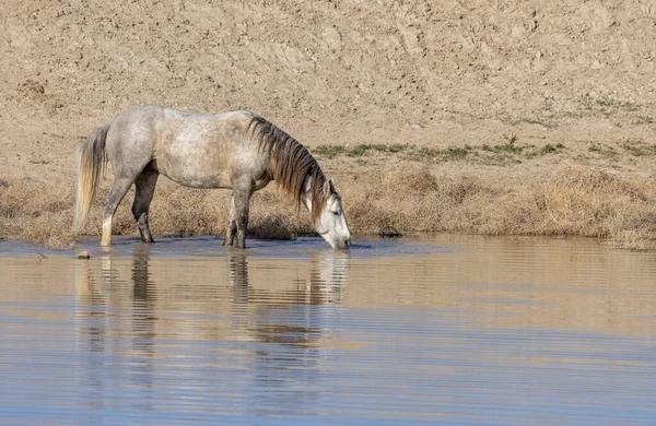 Utah 'ta çöldeki bir su birikintisinde içen vahşi bir at.