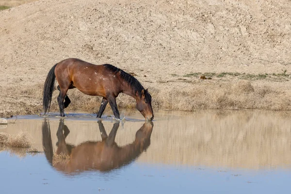 Wild Horse Drinking Desert Waterhole Utah — Stock Photo, Image