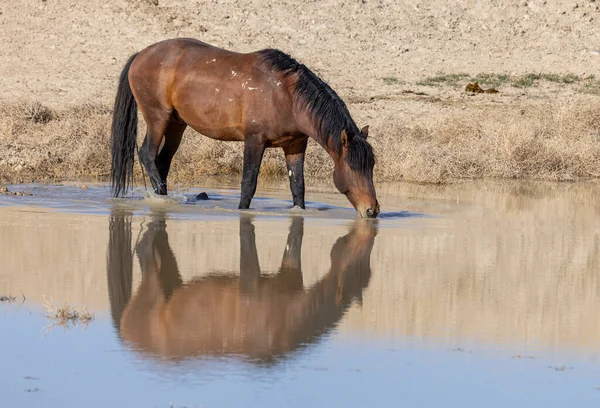 Utah 'ta çöldeki bir su birikintisinde içen vahşi bir at.
