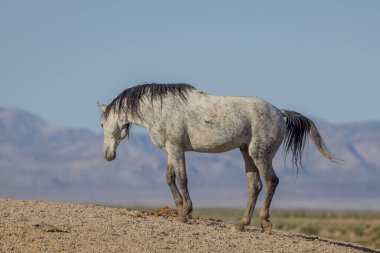 Baharda Utah çölünde güzel vahşi bir at.
