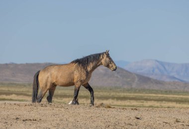 Baharda Utah çölünde güzel vahşi bir at.
