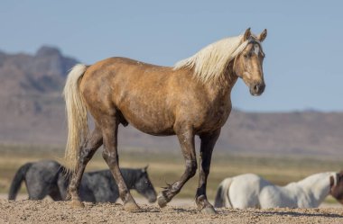 Baharda Utah çölünde güzel vahşi bir at.
