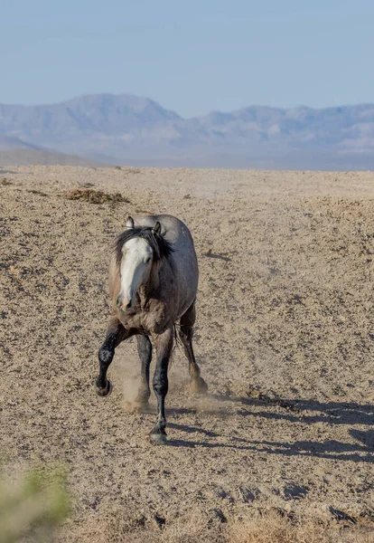 a beautiful wild horse in spring in the utah desert