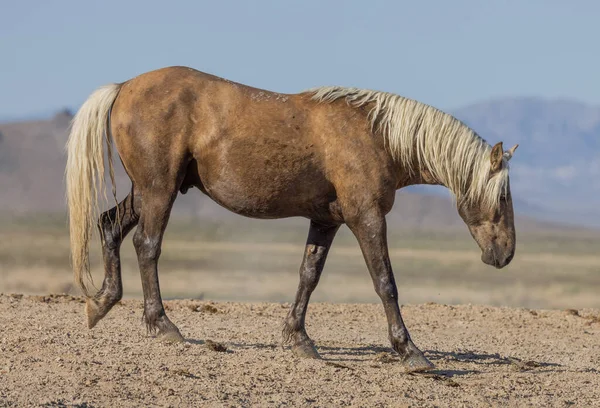 Baharda Utah çölünde güzel vahşi bir at.