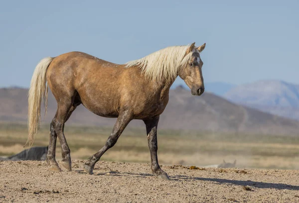 Baharda Utah çölünde güzel vahşi bir at.