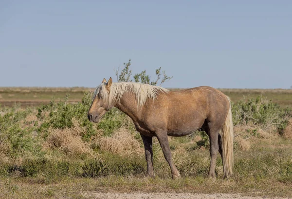 Beau Cheval Sauvage Printemps Dans Désert Utah — Photo