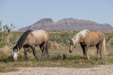 Utah çölünde ilkbaharda vahşi atlar