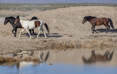 Utah çölünde ilkbaharda vahşi atlar