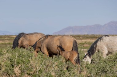Utah çölünde ilkbaharda vahşi atlar