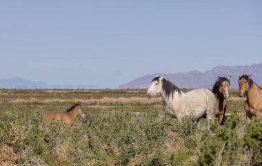 Utah çölünde ilkbaharda vahşi atlar