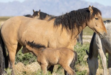 Utah çölünde baharda vahşi bir kısrak ve tay.