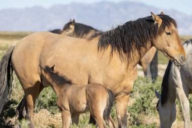 Utah çölünde baharda vahşi bir kısrak ve tay.