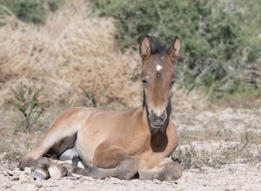 Utah Çölü 'nde baharda tatlı bir at yavrusu.