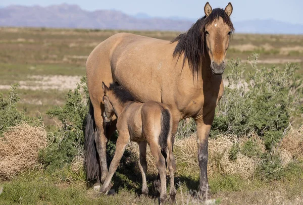 Wild Horse Mare Foal Spring Utah Desert — Stock Photo, Image