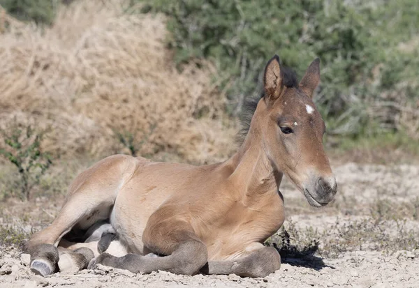 Utah Çölü 'nde baharda tatlı bir at yavrusu.