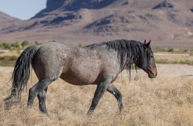 Utah Çölü 'nde güzel vahşi bir at.