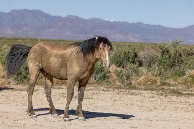 Utah Çölü 'nde güzel vahşi bir at.