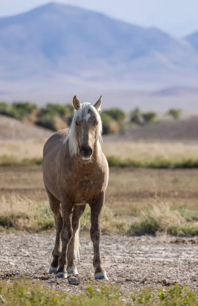 Hermoso Caballo Salvaje Primavera Desierto Utah —  Fotos de Stock