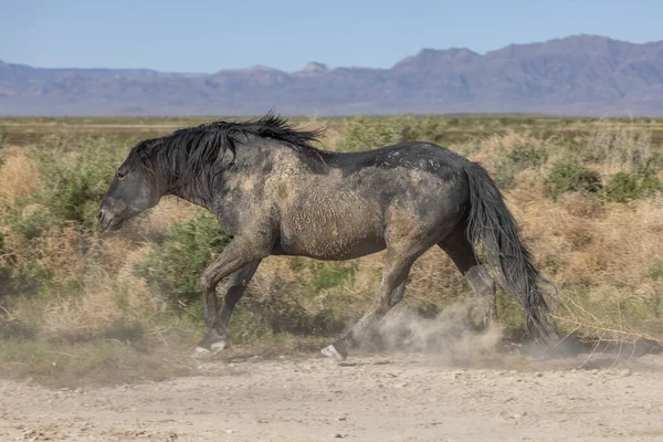 Красивая Дикая Лошадь Весной Пустыне Юта — стоковое фото