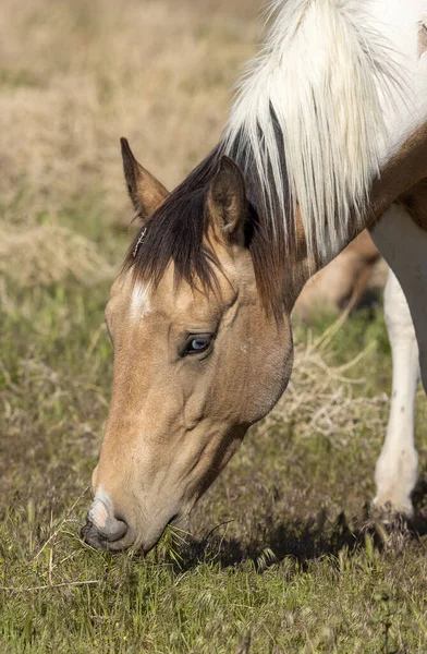 Een Prachtig Wild Paard Lente Utah Woestijn — Stockfoto