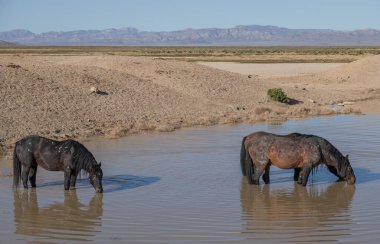 Baharda Utah 'ta bir su birikintisinde vahşi atlar.