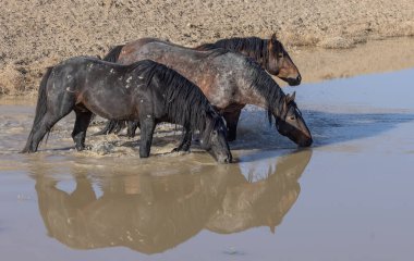 Baharda Utah 'ta bir su birikintisinde vahşi atlar.