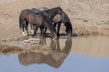 Baharda Utah 'ta bir su birikintisinde vahşi atlar.