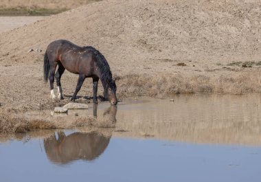 Baharda Utah 'ta bir su birikintisinde vahşi atlar.