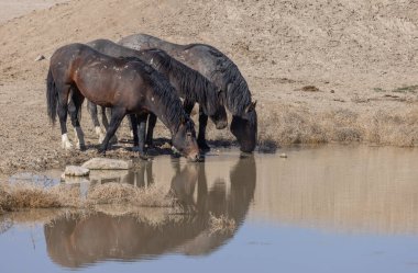Baharda Utah 'ta bir su birikintisinde vahşi atlar.