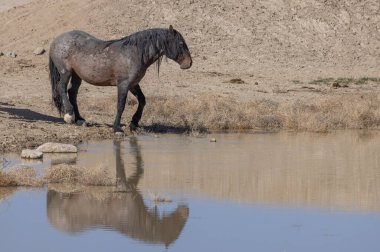 Baharda Utah 'ta bir su birikintisinde vahşi atlar.