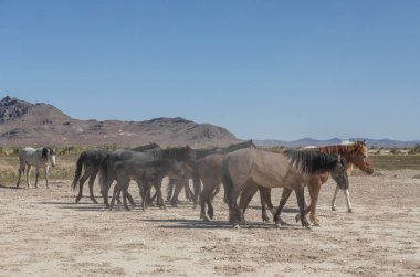 Utah çölünde ilkbaharda vahşi atlar