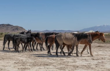 Utah çölünde ilkbaharda vahşi atlar