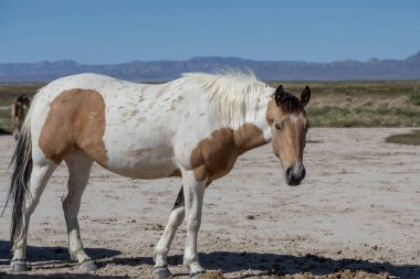 Utah çölünde ilkbaharda vahşi bir at