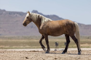 Utah çölünde ilkbaharda vahşi bir at