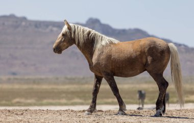 Utah çölünde ilkbaharda vahşi bir at