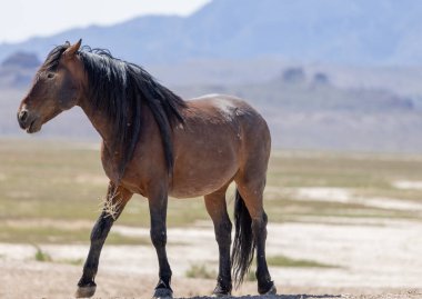 Utah çölünde ilkbaharda vahşi bir at