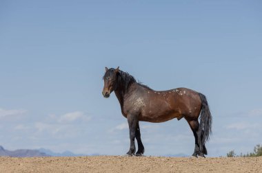 Utah çölünde ilkbaharda vahşi bir at