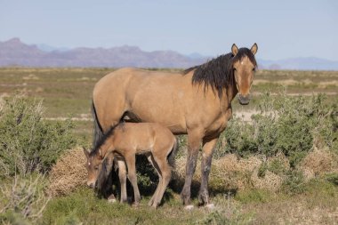 Utah çölünde baharda vahşi bir kısrak ve tay.