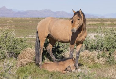 Utah çölünde baharda vahşi bir kısrak ve tay.
