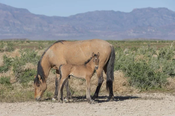 Лошадь Жеребенок Весной Пустыне Юта — стоковое фото