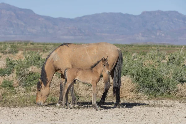 Лошадь Жеребенок Весной Пустыне Юта — стоковое фото