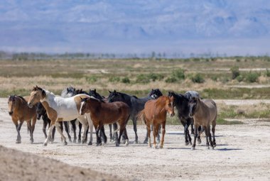 Utah 'ta çölde ilkbaharda vahşi atlar