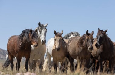 Utah 'ta çölde ilkbaharda vahşi atlar