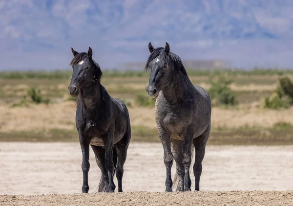 Wild Horses Springtime Desert Utah — Stock Photo, Image