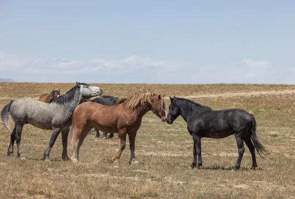 Caballos Salvajes Primavera Desierto Utah —  Fotos de Stock