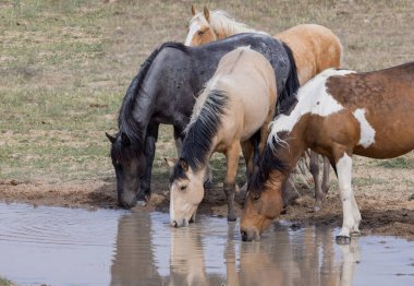 Baharda Utah 'taki bir çölde vahşi atlar.