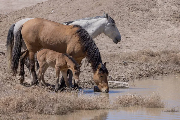 Wild Horses Spring Desert Waterhole Utah — Stock Photo, Image
